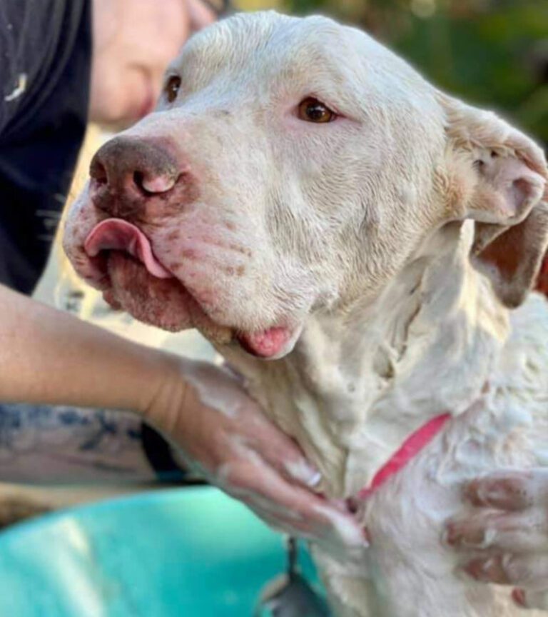 aao-website-bodhi-800x900-022526-0101